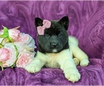 Small Photo #6 Akita Puppy For Sale in AIRVILLE, PA, USA
