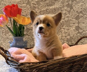 Pembroke Welsh Corgi Puppy for sale in OWEN, WI, USA