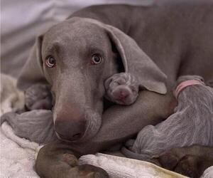 Mother of the Weimaraner puppies born on 09/09/2022