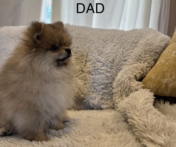 Medium Photo #1 Pomeranian Puppy For Sale in CONCORD, CA, USA