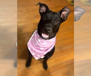 Labrador Retriever-Unknown Mix Dogs for adoption in Coldwater, MI, USA