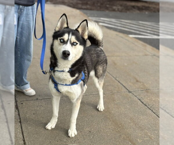 Medium Photo #2 Siberian Husky Puppy For Sale in Boston, MA, USA