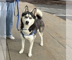 Small #1 Siberian Husky