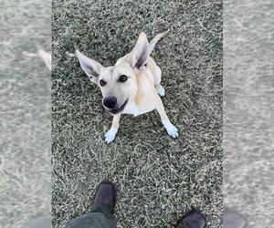 Siberian Husky-Unknown Mix Dogs for adoption in Temple, TX, USA