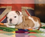 Small #1 English Bulldog