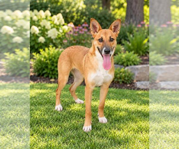 Medium Photo #1 Australian Kelpie-Basenji Mix Puppy For Sale in Rockwall, TX, USA