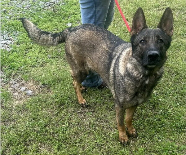 Medium Photo #2 German Shepherd Dog-Unknown Mix Puppy For Sale in Wetumpka, AL, USA