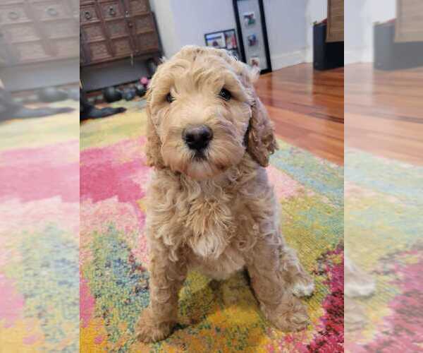 Medium Photo #3 Goldendoodle Puppy For Sale in WASHINGTON, DC, USA