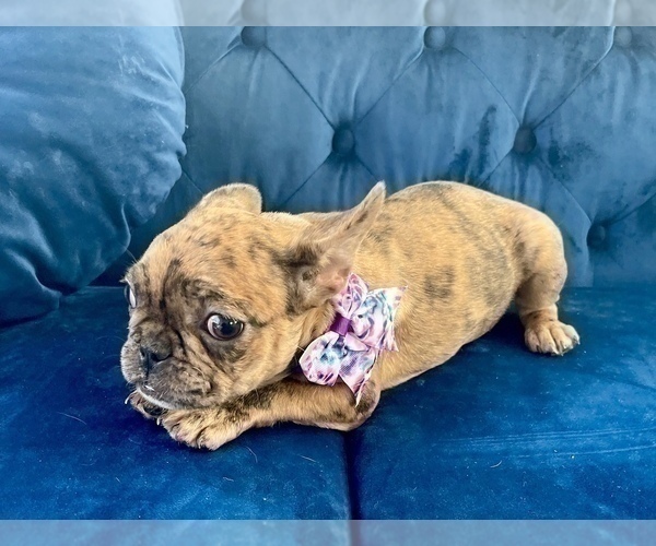 Medium Photo #4 French Bulldog Puppy For Sale in HENDERSON, NV, USA