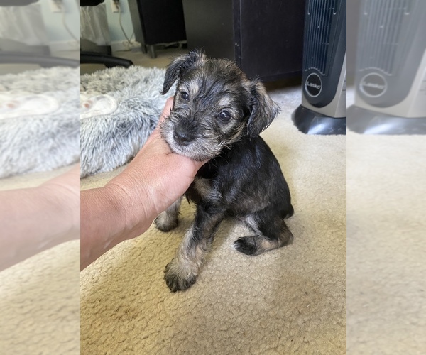 Medium Photo #1 Schnauzer (Miniature) Puppy For Sale in DALLAS, GA, USA