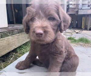 Labradoodle-Labrador Retriever Mix Puppy for sale in DISPUTANTA, VA, USA