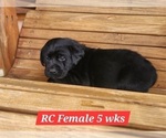 Small #5 Labrador Retriever