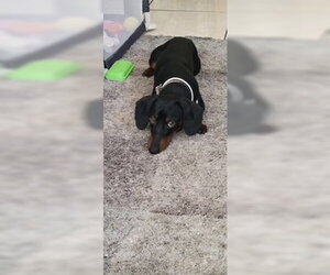 Hamilton - Logan UT - Male Dachshund Dog for Adoption - Photo #2