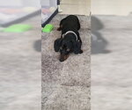 Small #1 Dachshund
