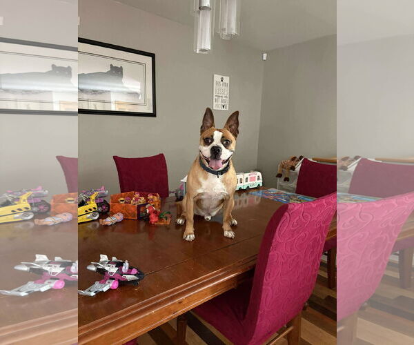 Medium Photo #5 English Boston Bulldog Puppy For Sale in Oro Medonte, Ontario, Canada