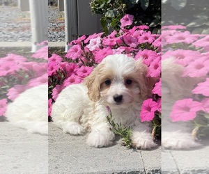 Cavapoo Puppy for sale in CANOGA, NY, USA