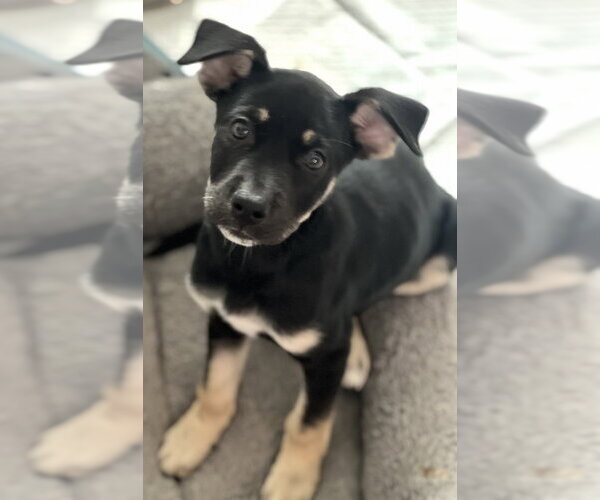 Medium Photo #2 Labrador Retriever-Unknown Mix Puppy For Sale in Dana Point, CA, USA