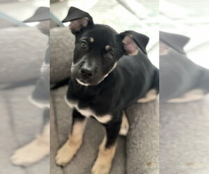 Cori - Female Labrador Retriever-Unknown Mix Dog for Adoption - Photo #2