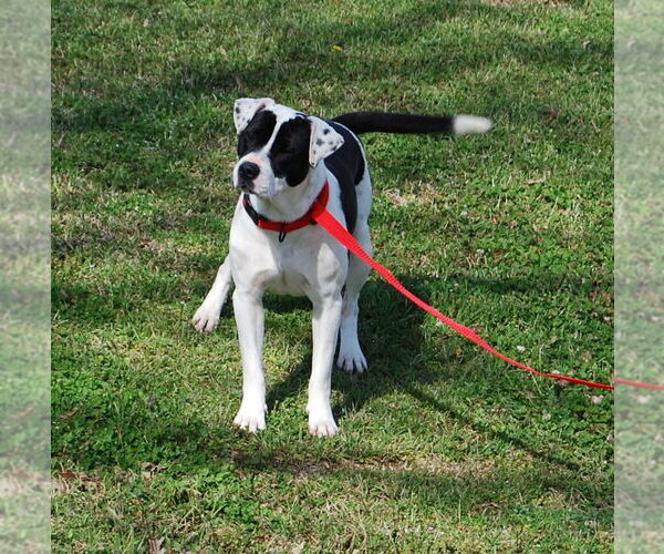 Medium Photo #3 American Bulldog-Dalmatian Mix Puppy For Sale in Monticello, MS, USA