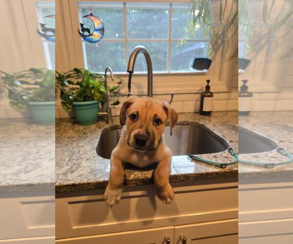 Medium Photo #1 Mutt Puppy For Sale in Woodbury, NY, USA