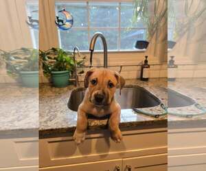 Mutt Dogs for adoption in Woodbury, NY, USA