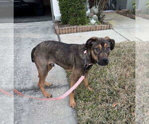 Beagle-Unknown Mix Dogs for adoption in Valrico, FL, USA