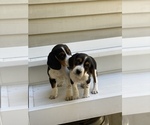 Small Photo #3 Beagle Puppy For Sale in BURLINGTON, MA, USA