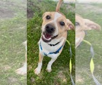 Small #7 Chihuahua Mix