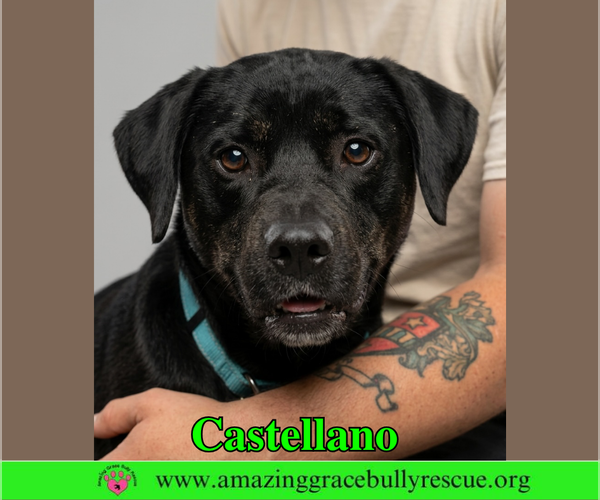 Medium Photo #6 Rottweiler-American Pit Bull Terrier Puppy For Sale in Milton, FL, USA