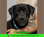 Small #5 Rottweiler-American Pit Bull Terrier