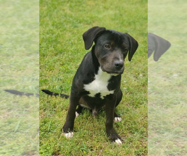 Medium Photo #9 Catahoula Leopard Dog-Staffordshire Bull Terrier Mix Puppy For Sale in Talladega, AL, USA