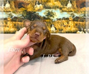 Dachshund Puppy for sale in WINNSBORO, LA, USA