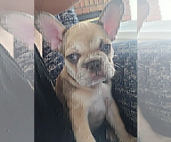 Medium Photo #15 French Bulldog Puppy For Sale in CHINO HILLS, CA, USA