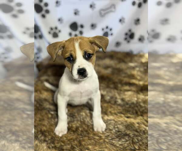 Medium Photo #3 Beagle-Unknown Mix Puppy For Sale in SHERBURNE, NY, USA