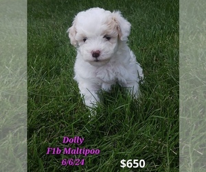 Maltipoo Puppy for sale in TOPEKA, IN, USA