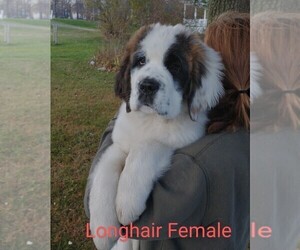 Saint Bernard Puppy for sale in WARSAW, NY, USA