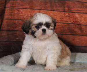 Shih Tzu Puppy for sale in PENNS CREEK, PA, USA