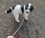 Small #18 Saint Berdoodle