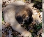 Small Photo #19 Leonberger-Saint Bernard Mix Puppy For Sale in BATH, NY, USA