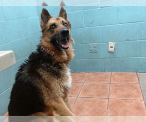 German Shepherd Dog Dogs for adoption in Downey, CA, USA