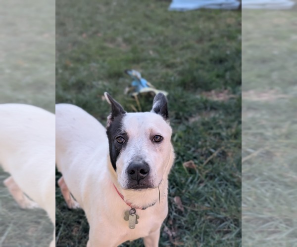 Medium Photo #31 Mutt Puppy For Sale in Holly Springs, NC, USA