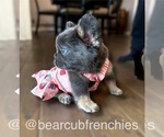 Small #4 French Bulldog