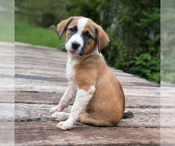 Medium Photo #1 Australian Shepherd-Unknown Mix Puppy For Sale in Vail, AZ, USA