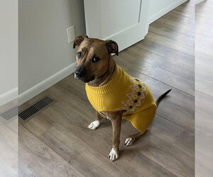 Mutt Dogs for adoption in Candler, NC, USA