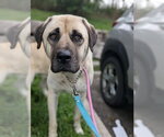 HANSEL - Male Anatolian Shepherd-Unknown Mix Dog for Adoption - Small photo