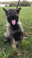 German Shepherd Dog Puppy for sale in KEYSTONE HEIGHTS, FL, USA