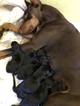 Small Photo #3 Doberman Pinscher Puppy For Sale in COLLEGE HEIGHTS DURANGO, CO, USA