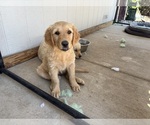 Puppy Peanut Golden Retriever
