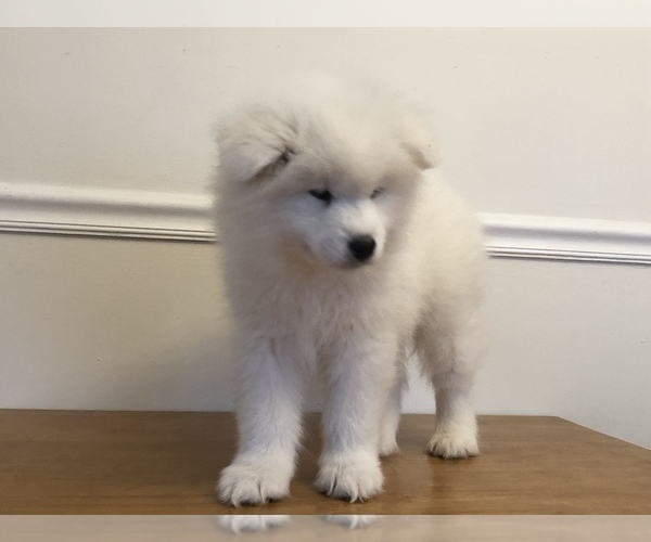 Medium Photo #1 Samoyed Puppy For Sale in NEDROW, NY, USA