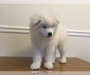 Samoyed Puppy for Sale in NEDROW, New York USA